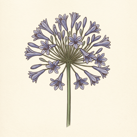 Umbel inflorescence illustration — African lily (Agapanthus africanus)
