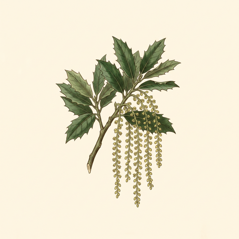 Catkin inflorescence illustration — coast live oak (Quercus agrifolia)