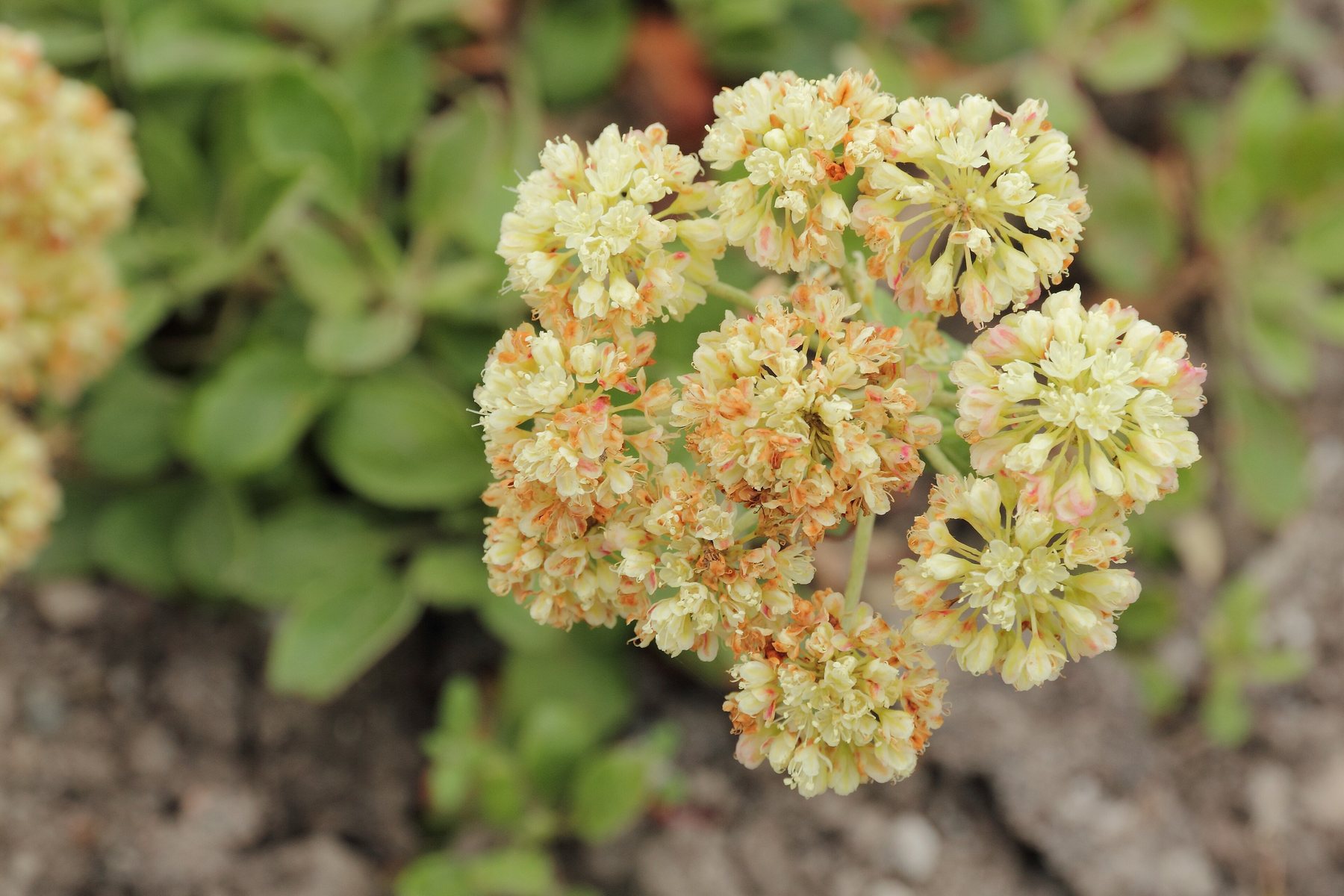 A rounded head of small cream-colored sulphur flower (Eriogonum umbellatum) blossoms, made of about ten ball-shaped clusters whose stalks gather toward a single point, above soft green leaves