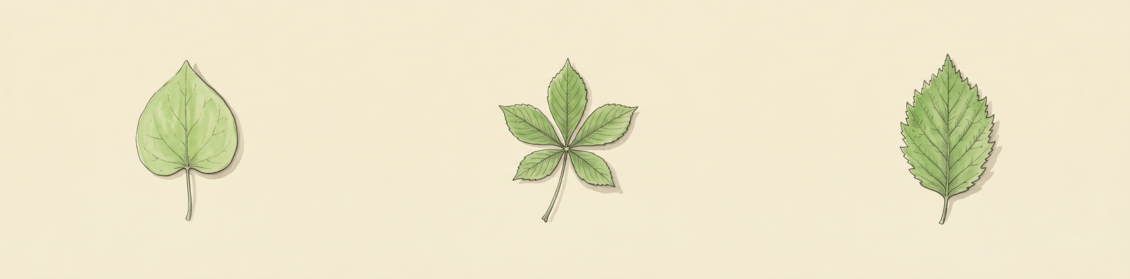 Three illustrated leaf specimens — cordate, palmately compound, and a serrated leaf — arranged as a quiet visual bridge between simple and compound shape sections