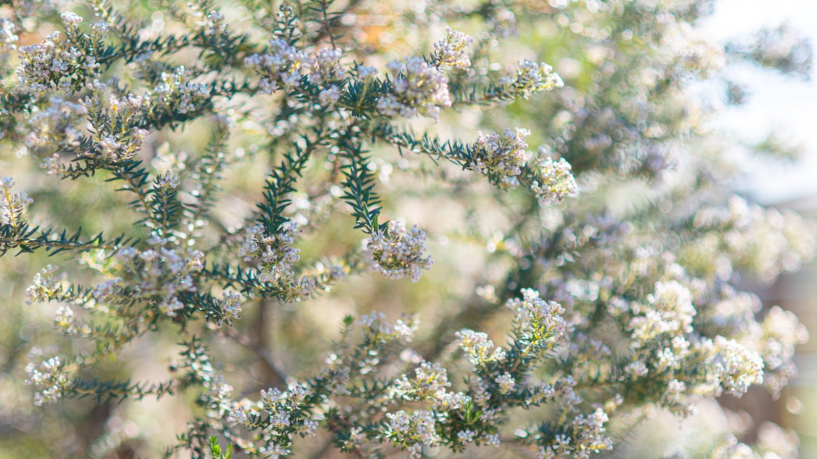 Chamise (Adenostoma fasciculatum) in flower, its narrow linear leaves crowded into bundles along pale woody stems beneath sprays of small white blossom
