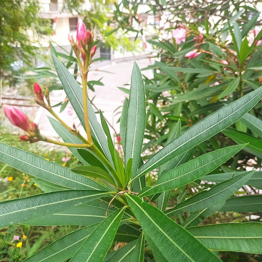 Narrow lanceolate leaves of oleander