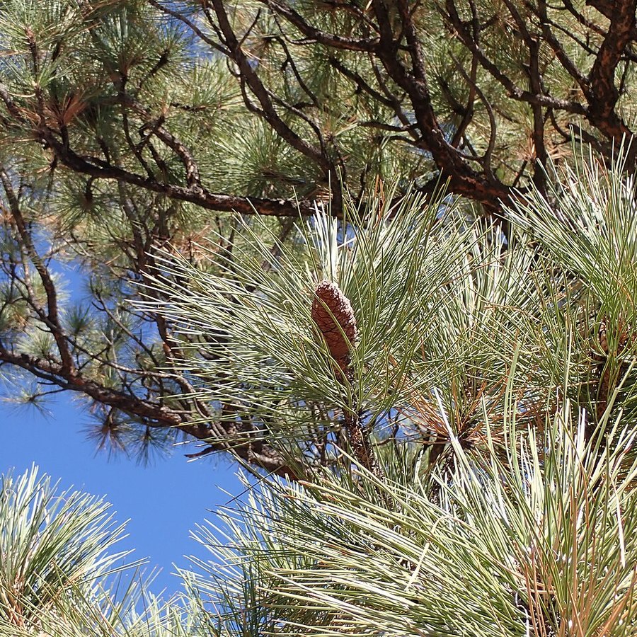 Needle leaves of ponderosa pine in bundles