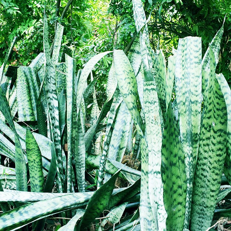 Upright linear leaves of snake plant