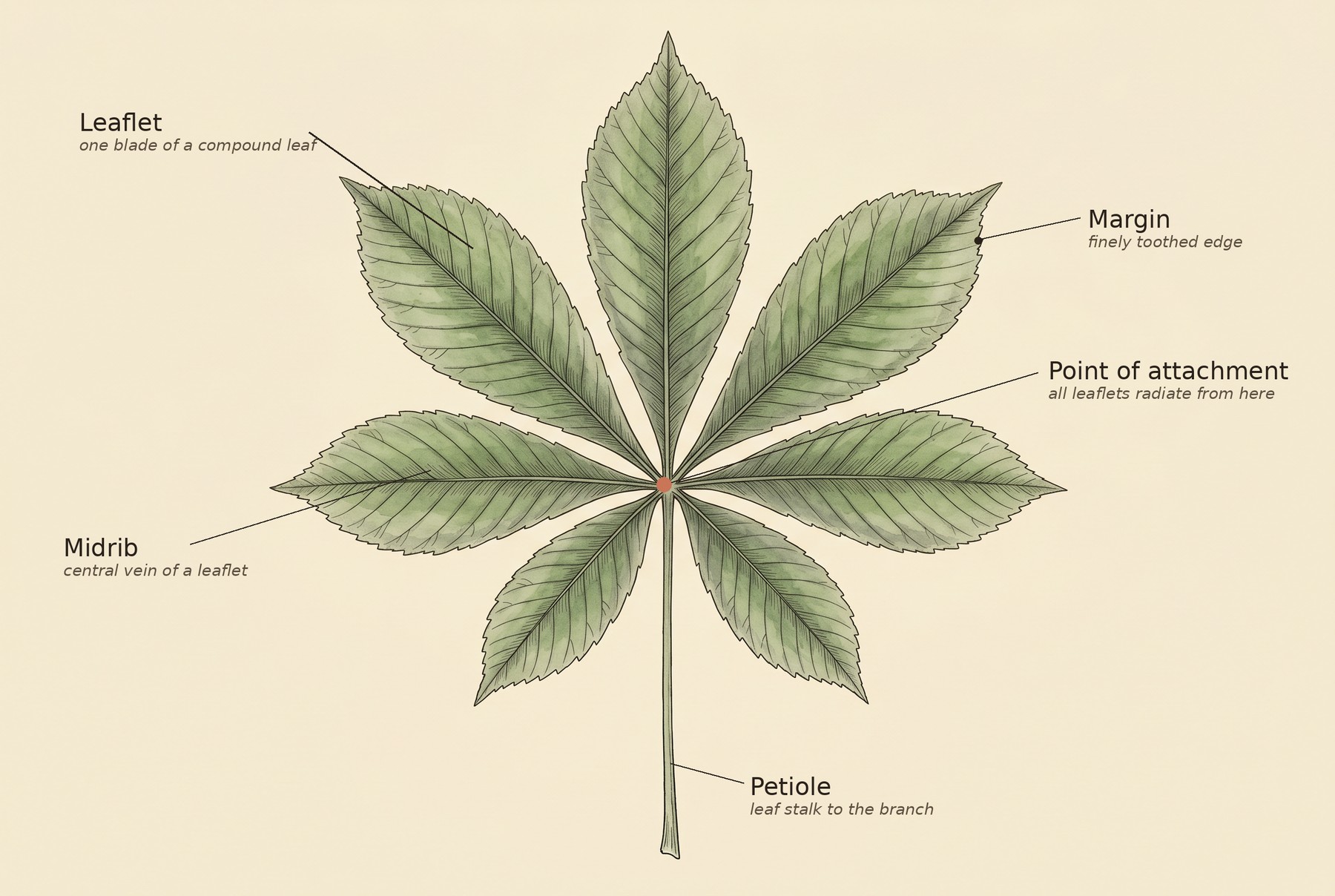 Botanical illustration of a palmately compound California buckeye leaf, labeled: leaflet (one blade of a compound leaf), midrib (central vein of a leaflet), margin (finely toothed edge), point of attachment where all the leaflets radiate from, and petiole (the leaf stalk to the branch).