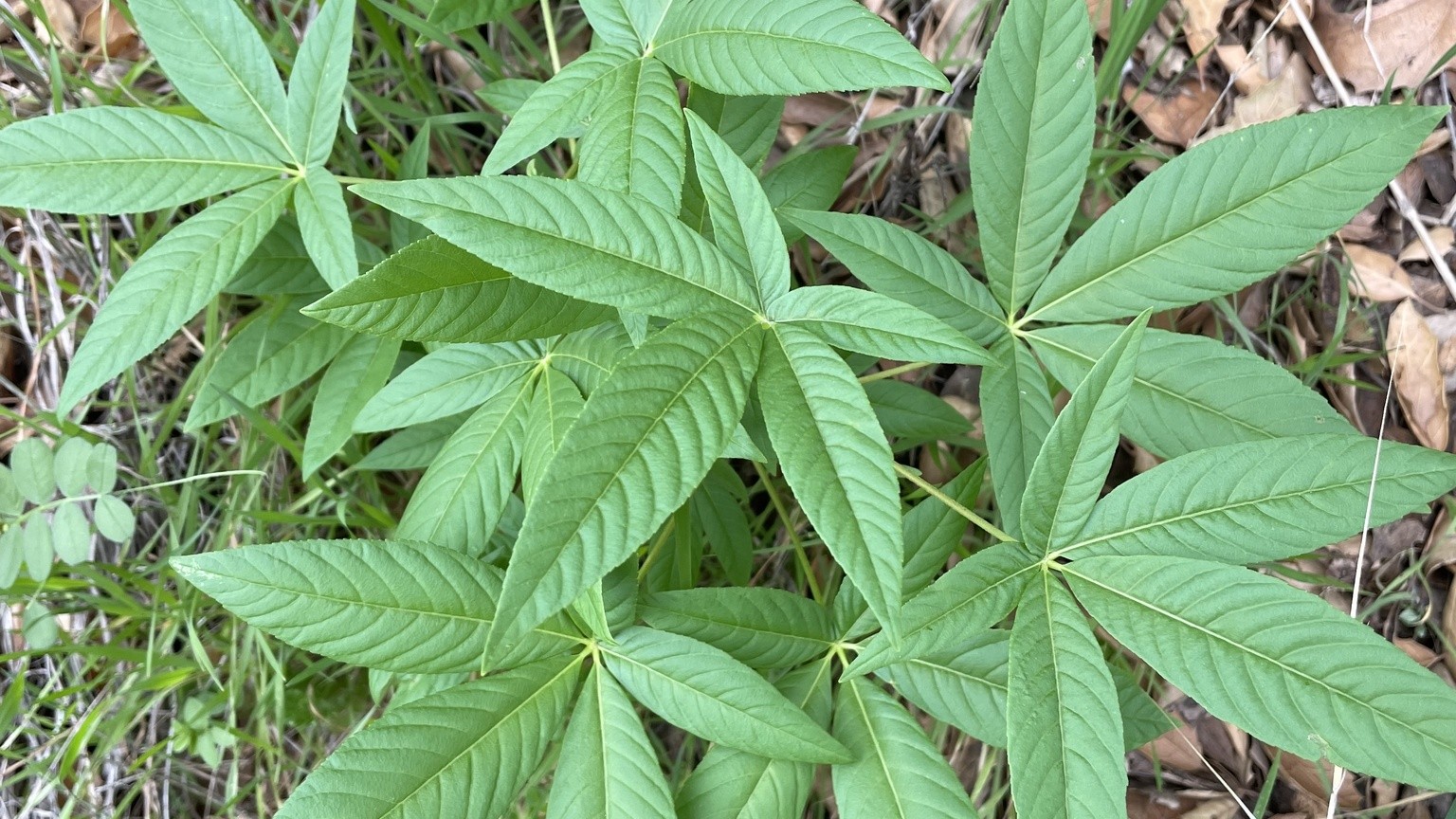 A single palmately compound California buckeye (Aesculus californica) leaf, its narrow green leaflets radiating from one point at the tip of the petiole