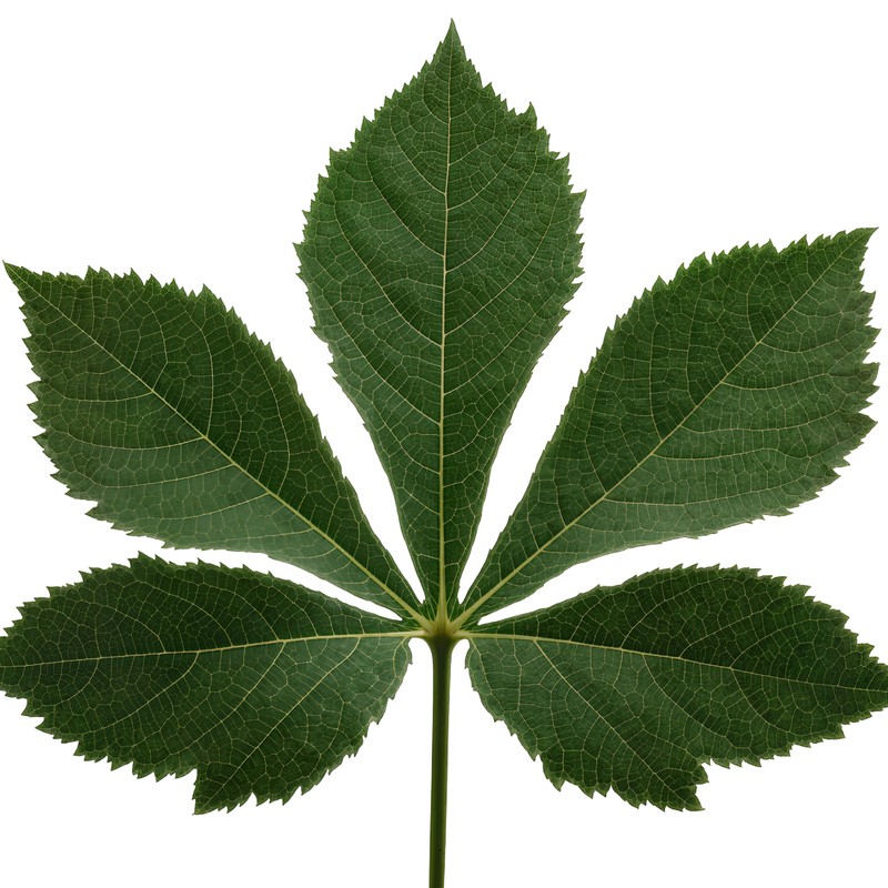 Palmately compound leaf of horse chestnut