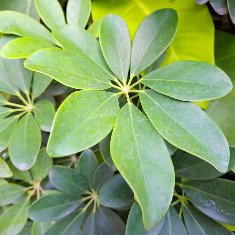 Palmately compound leaf of dwarf umbrella tree