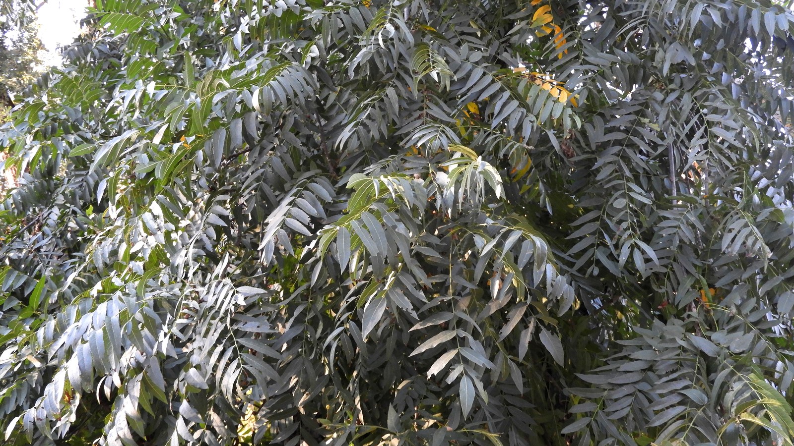 A pinnately compound Northern California black walnut (Juglans hindsii) leaf, its serrate leaflets paired along an extended central rachis