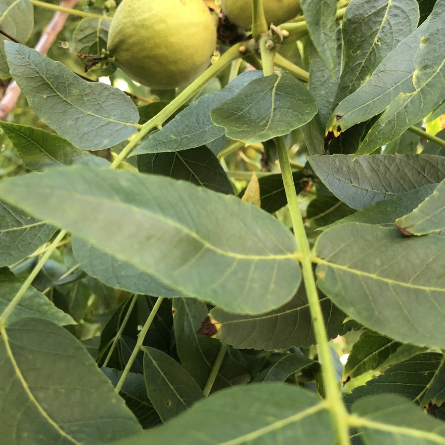 Pinnately compound leaf of Northern California black walnut