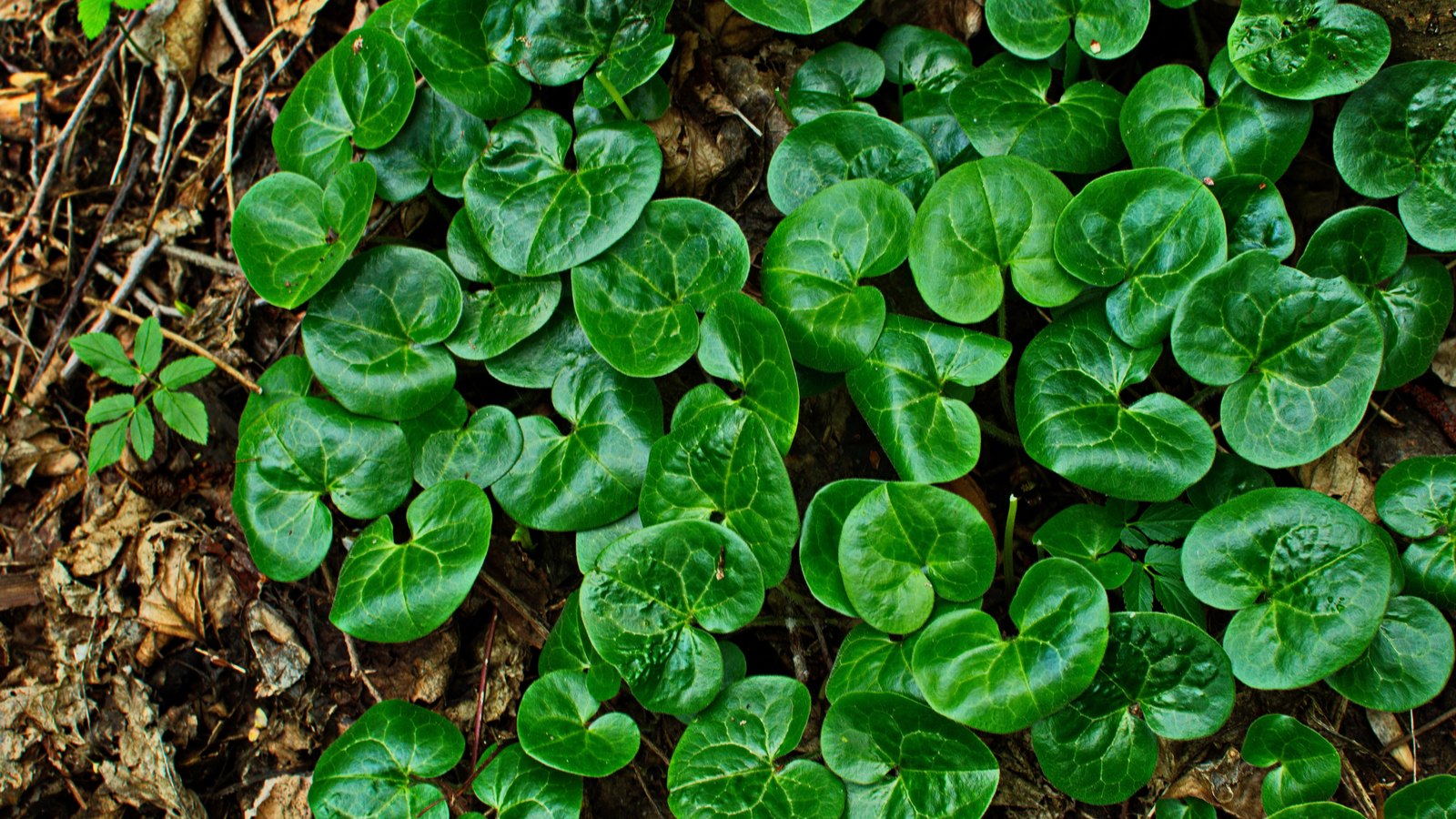 Top-down view of European wild ginger (Asarum europaeum) carpeting a woodland floor, dozens of glossy rounded leaves with notched bases among dry leaf litter