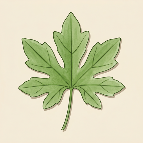 Palmate (palmately lobed) leaf illustration — Marah fabaceus (manroot)