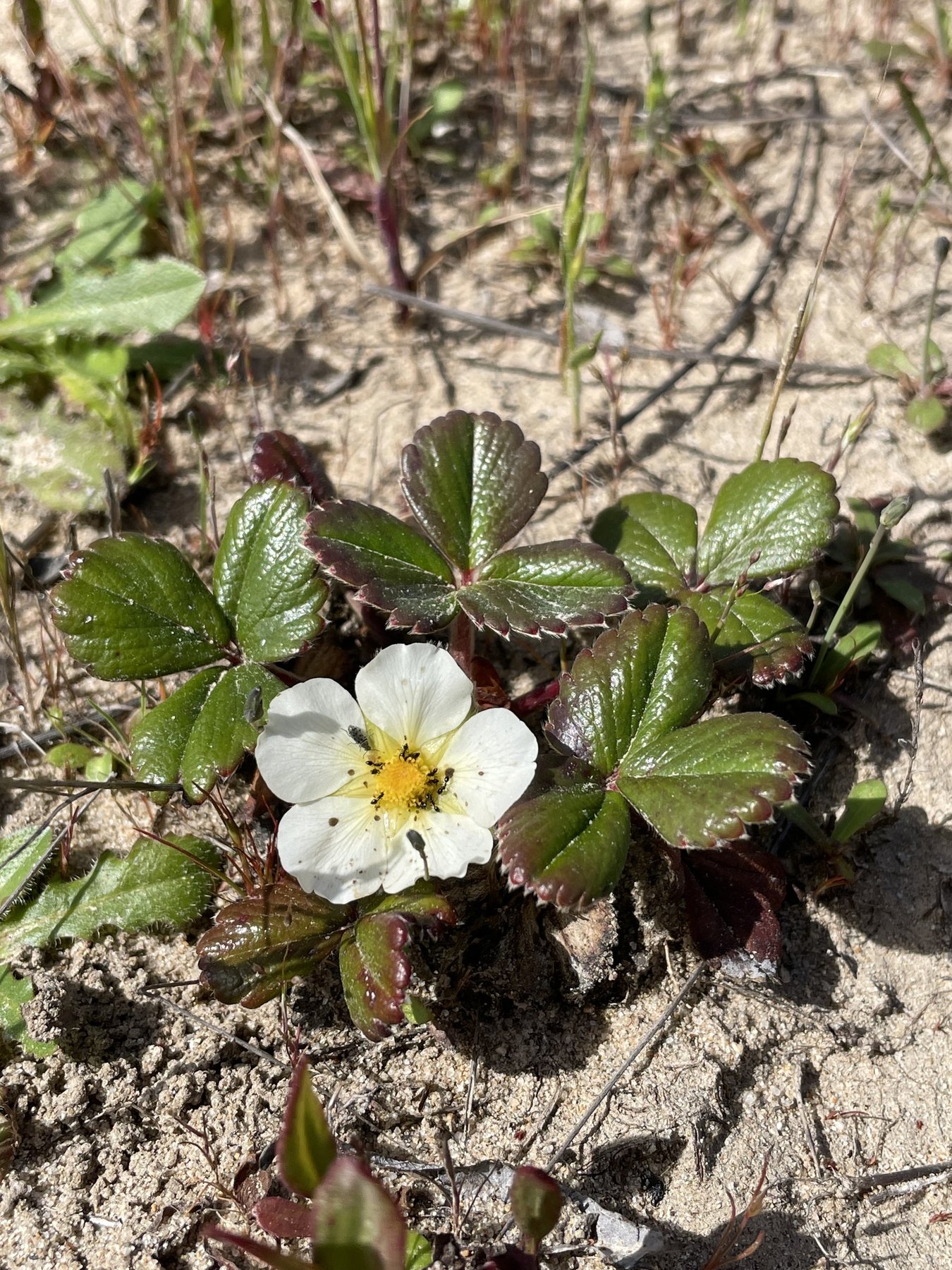 A small beach strawberry plant on bare sand near Pescadero, its leaves of three toothed, glossy leaflets in a low rosette around a single white flower with a yellow center.