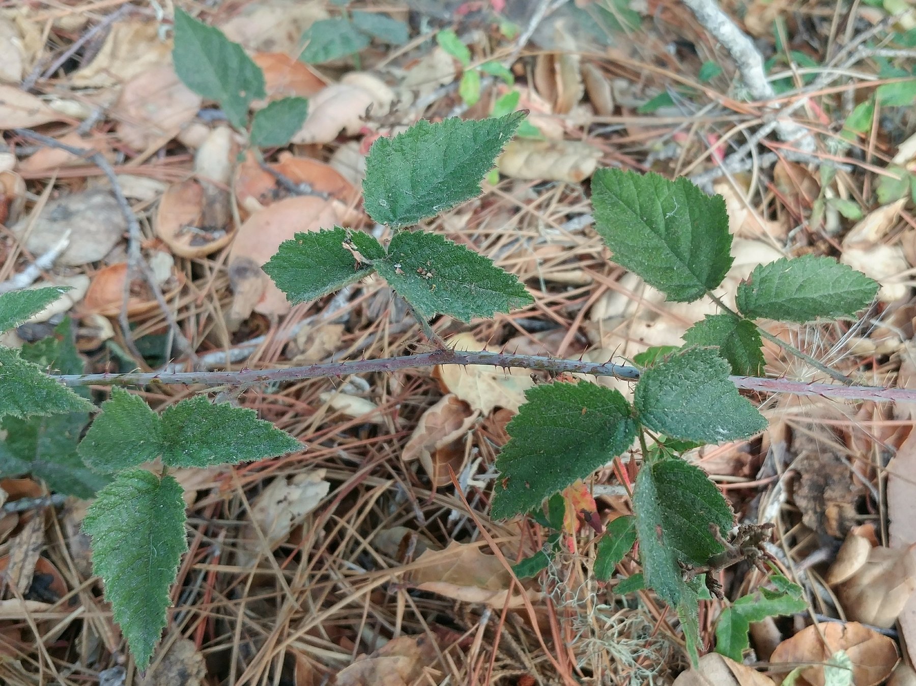A thin, prickly California blackberry cane lying across pine needles and dry leaves near Lompoc, carrying several dark green leaves of three toothed leaflets; on the upper-right leaf the end leaflet sits out on its own stalk past the side pair.