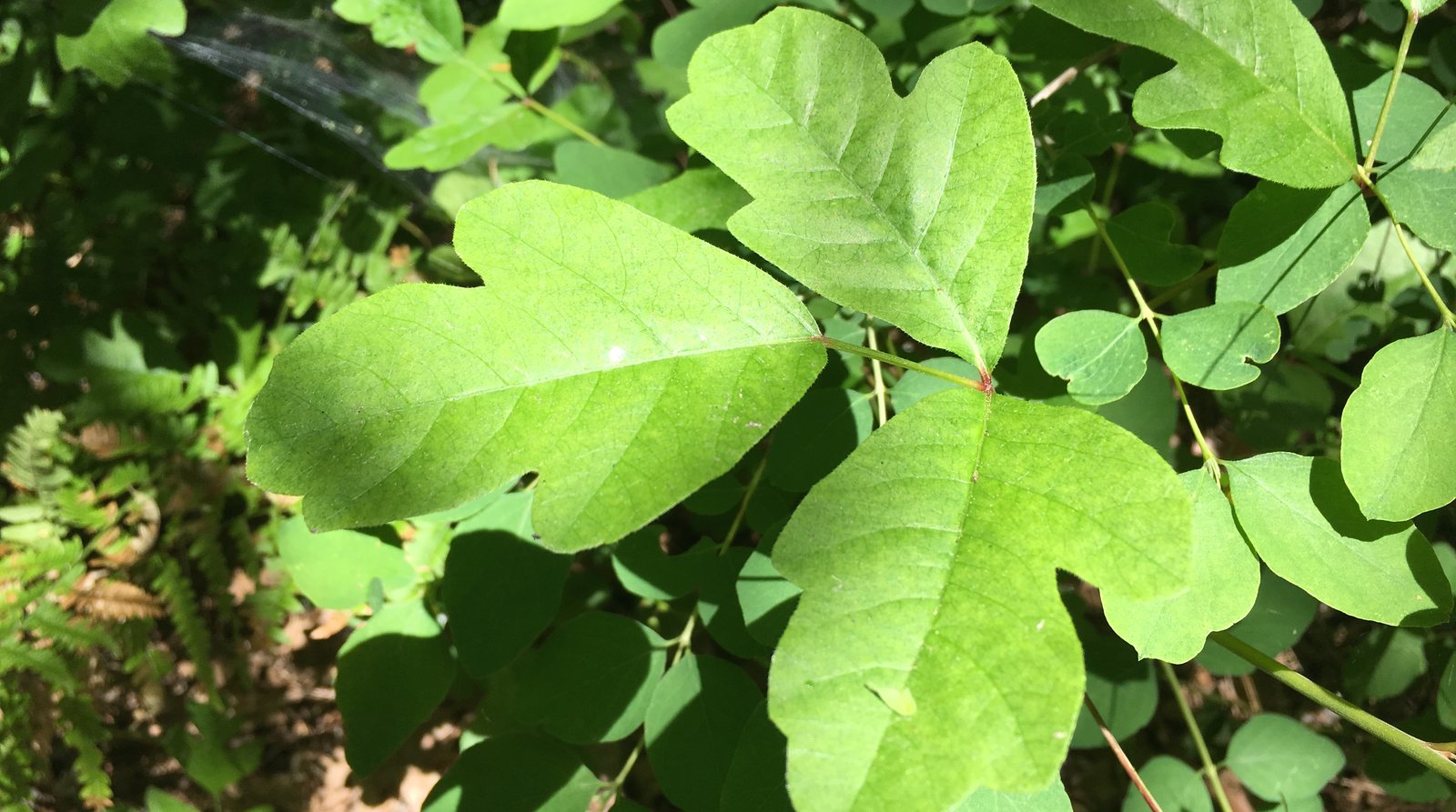 Close view of Pacific poison oak in dappled sun: one leaf of three broad, lobed green leaflets meets at a reddish point, with one leaflet set out on a slender stalk of its own, among other leaves and ferns.
