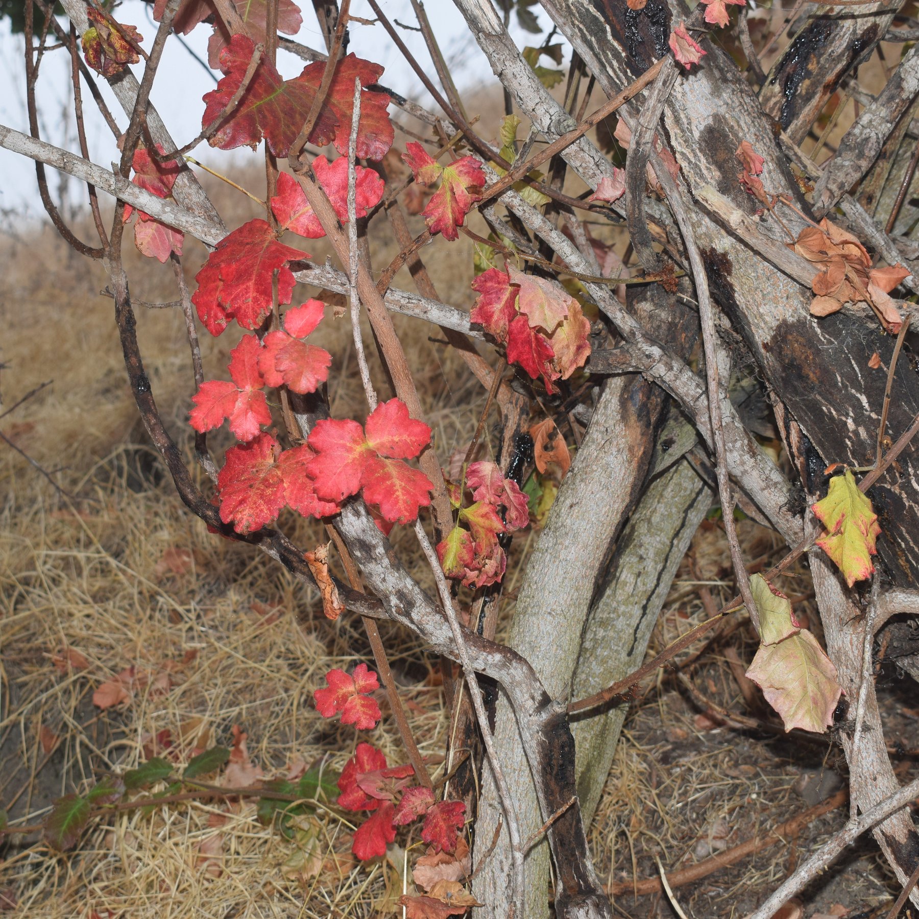 Pacific poison oak in late September at Ed R. Levin County Park: scarlet leaves of three among gray stems, with dry grass behind.