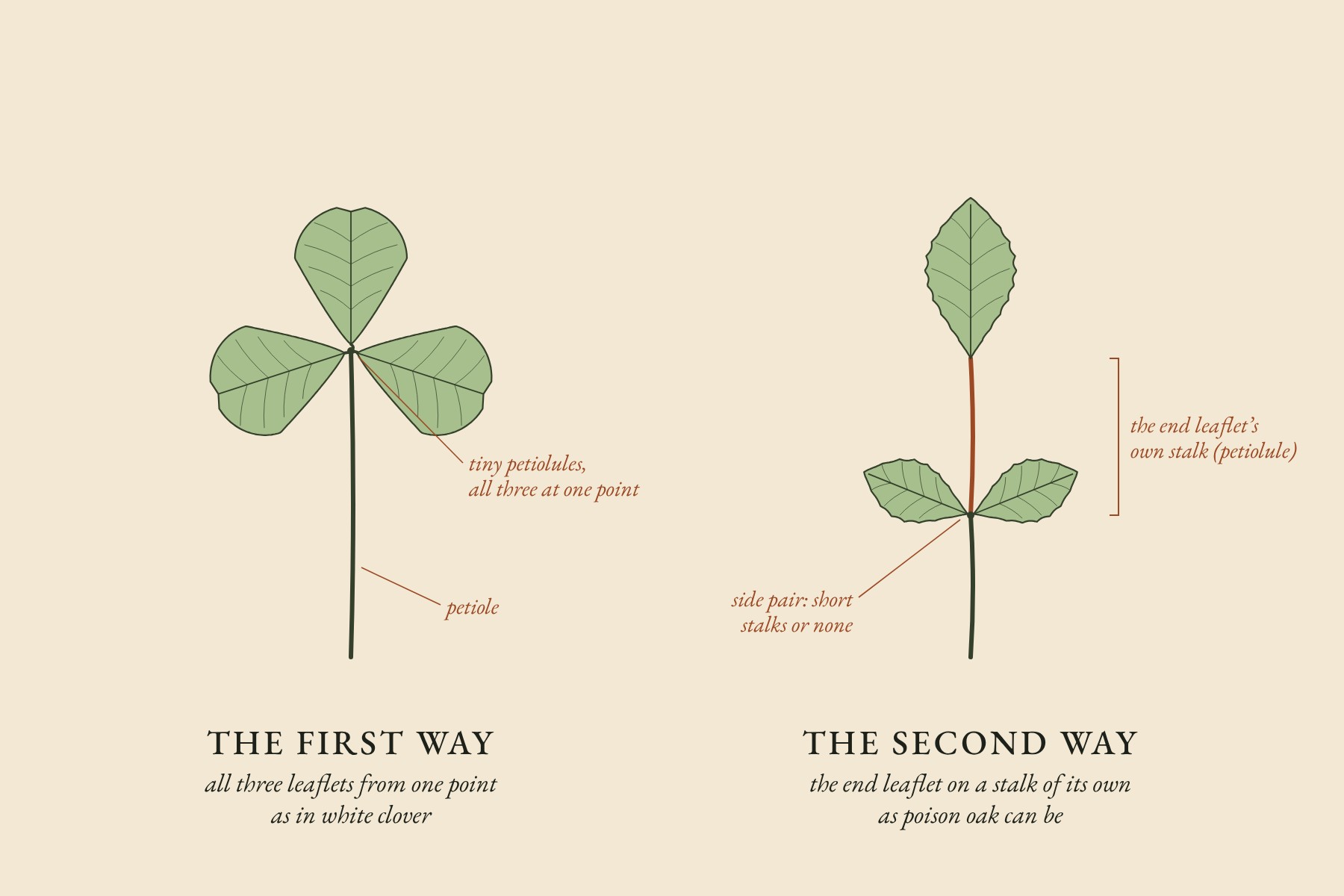 A drawing on cream paper of two leaves of three. Left, labeled THE FIRST WAY: a long petiole ends in three rounded leaflets that meet at one point on tiny petiolules, as in white clover. Right, labeled THE SECOND WAY: two toothed side leaflets sit almost stalkless where the petiole ends, and the end leaflet stands above them on a stalk of its own, drawn in rust and labeled as the end leaflet's own stalk, the petiolule, as poison oak can be.