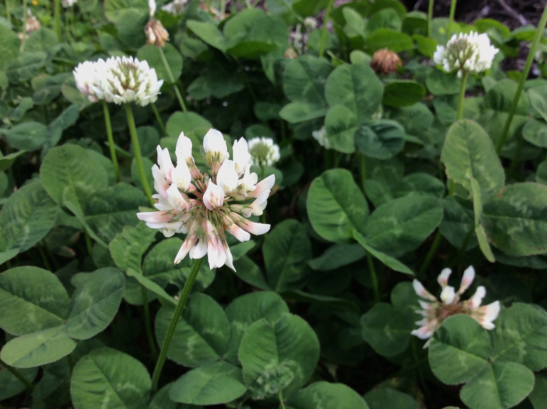 White clover in flower on Yerba Buena Island: a carpet of rounded leaves, each made of three leaflets meeting at one point, with white-and-pink ball-shaped flower heads on taller stalks.