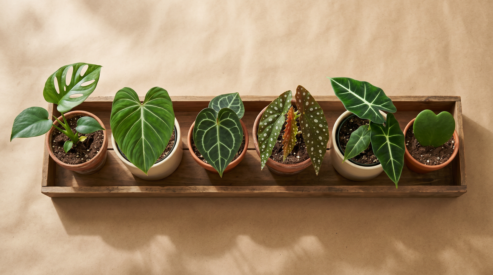 Specimen-tray of six potted houseplants — Monstera, Philodendron, Anthurium, Begonia, Alocasia, and Hoya — arranged on warm kraft paper