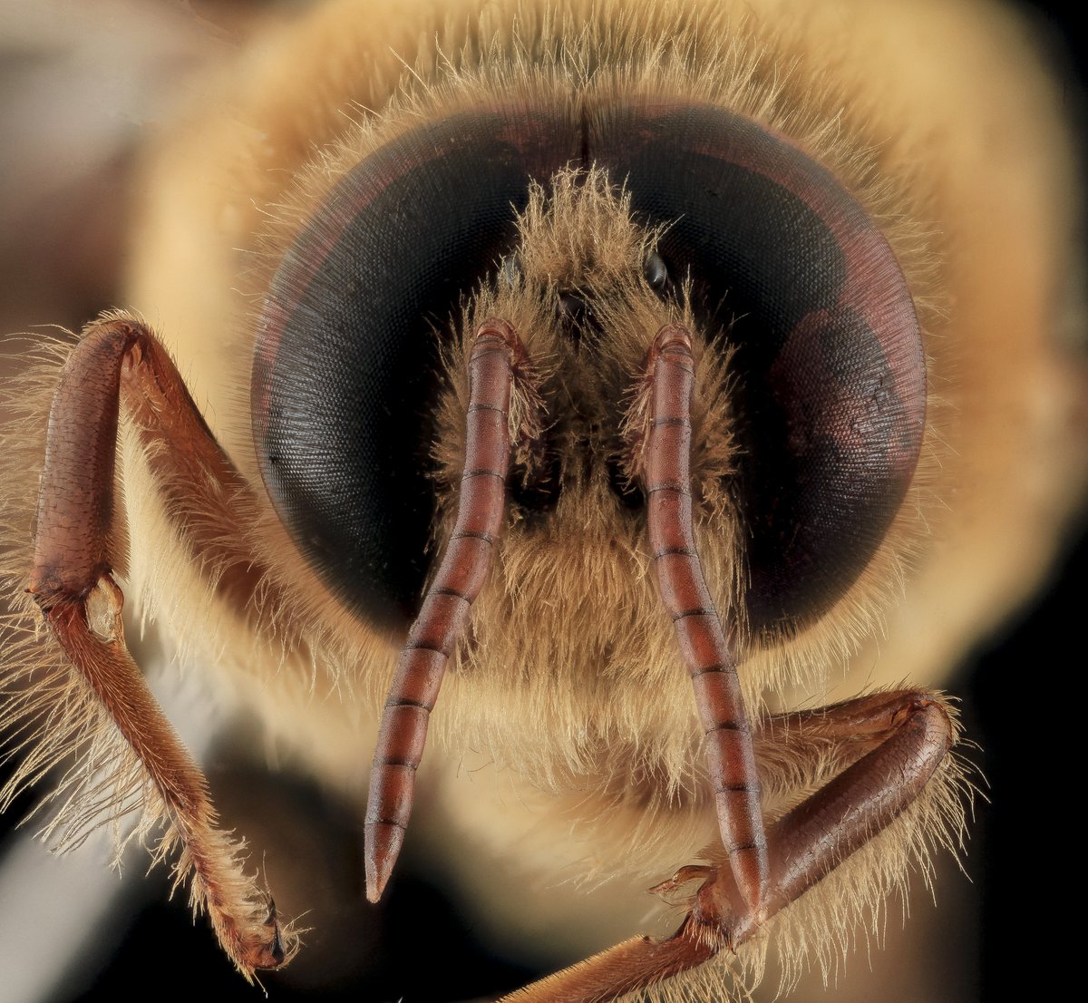 Tan Lab Tube Western Honey Bee (Apis mellifera): Field Guide