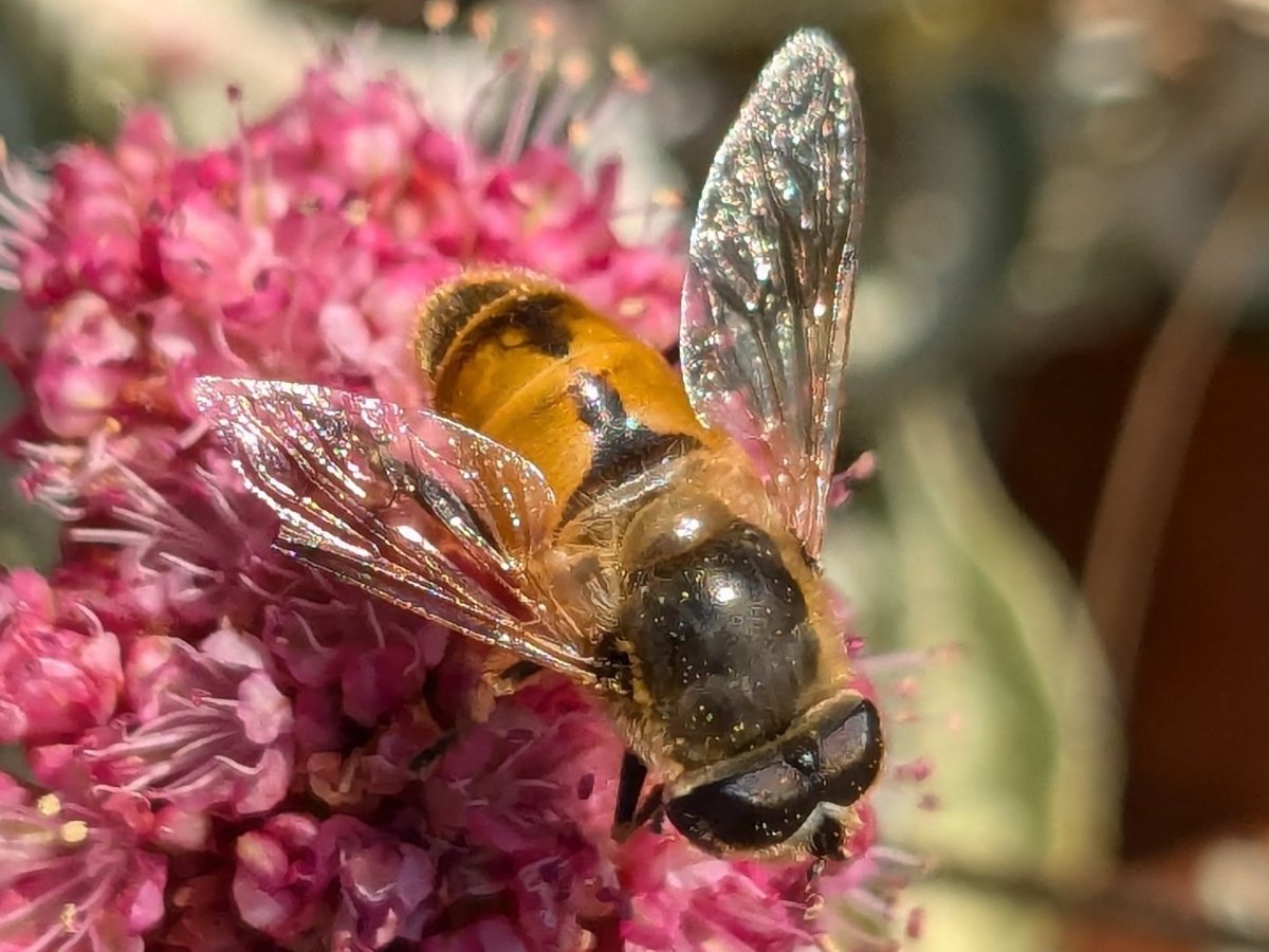 A stout, hairy drone fly on a pink flower head, with large dark eyes, an orange and black abdomen and a single pair of clear wings