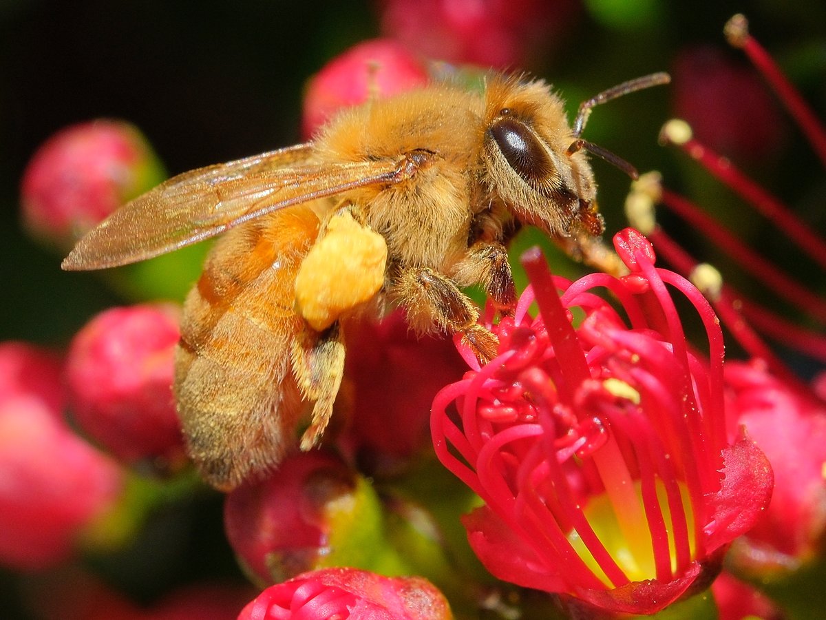 Close view of a hairy, golden-brown honey bee worker on red, threadlike flower stamens, a large pale-yellow load of pollen packed on its hind leg