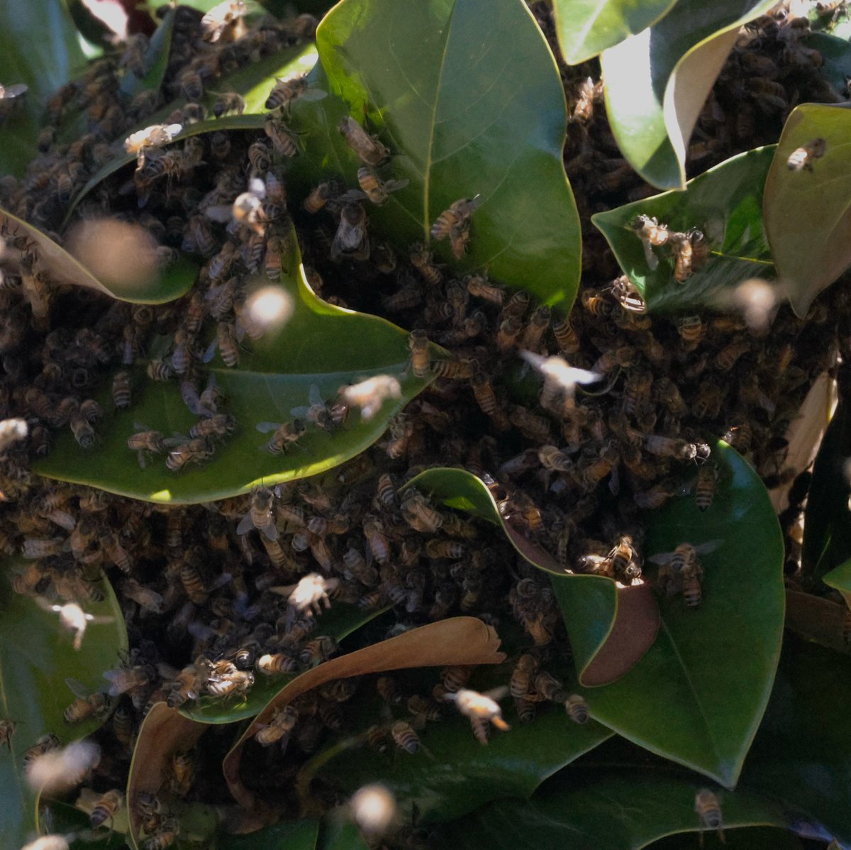 A dense cluster of hundreds of honey bees draped over glossy dark green leaves, with more bees flying around it