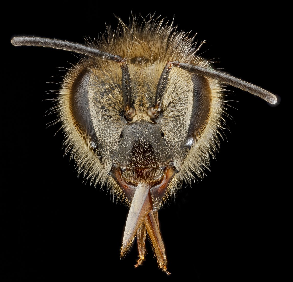 Studio photo of a honey bee worker's face on black, two dark oval eyes on the sides of a hairy head with a clear gap between them, long antennae angled up and out