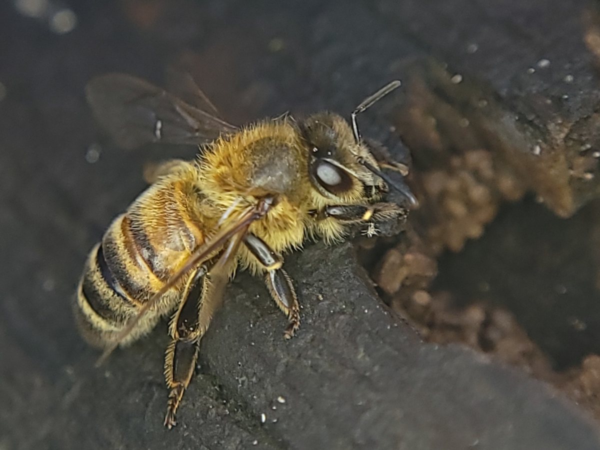 A honey bee worker standing on dark weathered wood, seen from the side and slightly above, with a fuzzy golden-brown thorax, a striped abdomen and folded clear wings