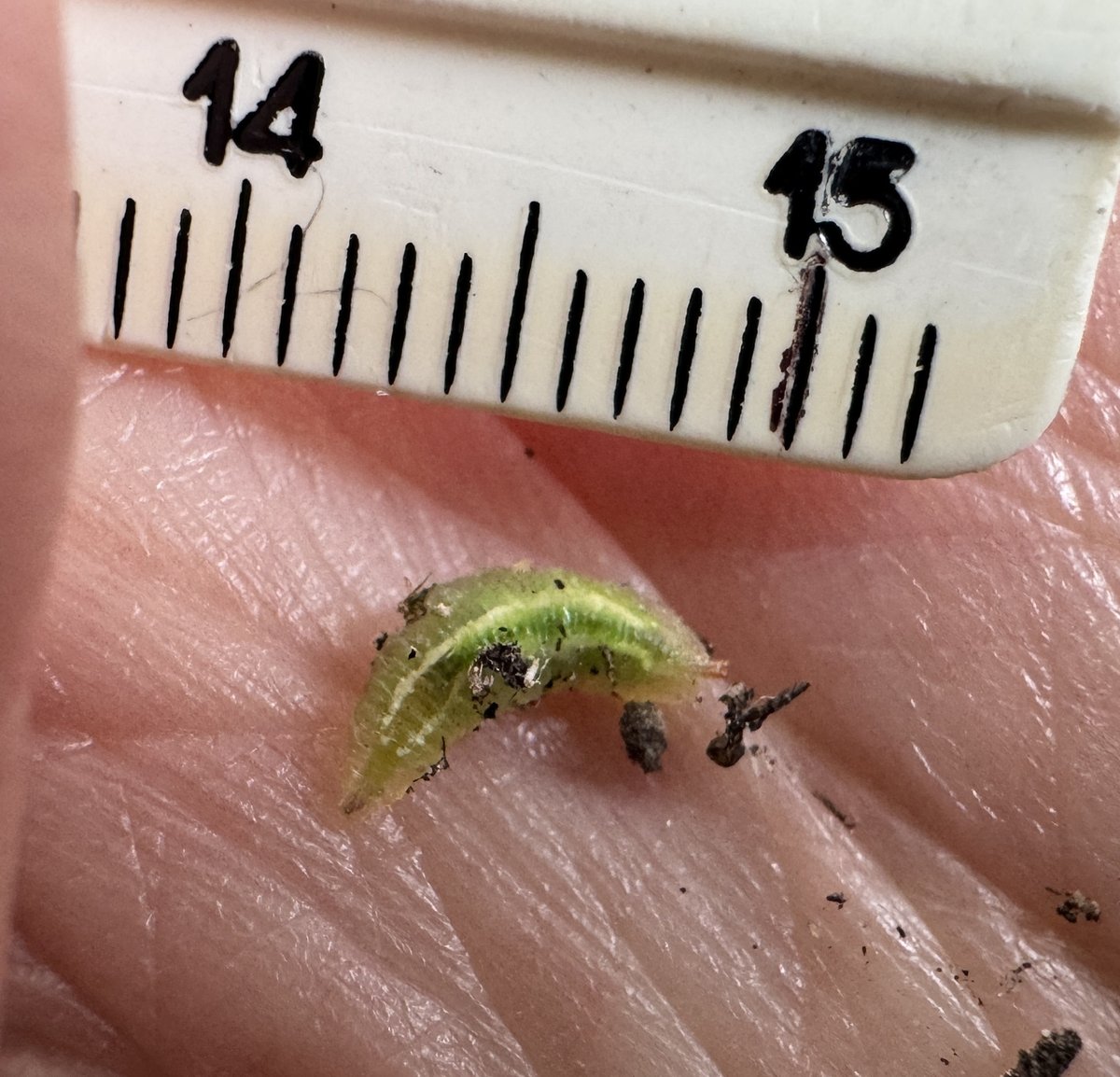 A small pale green larva, tapered at one end, curled on a fingertip next to a ruler marked in millimeters