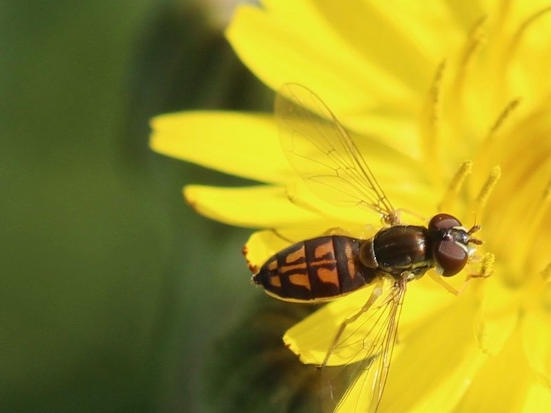 A slender hover fly seen from above on a yellow flower, its orange and black abdomen edged along the side by a thin yellow line