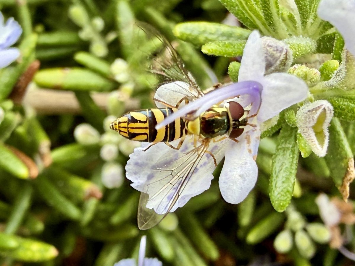 Hover fly with a yellow-and-black banded abdomen resting on a pale lavender-white flower, a curved violet stamen arching over its back, narrow green leaves behind