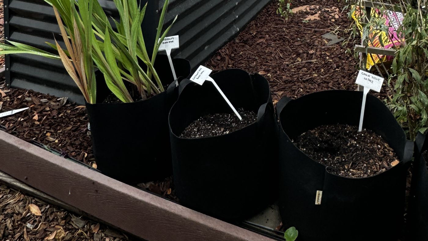 Three black fabric grow bags standing on bark mulch beside a corrugated metal raised bed, each filled to the brim with fresh dark container mix flecked with white perlite, each with a hand-written plastic label pushed into the surface.
