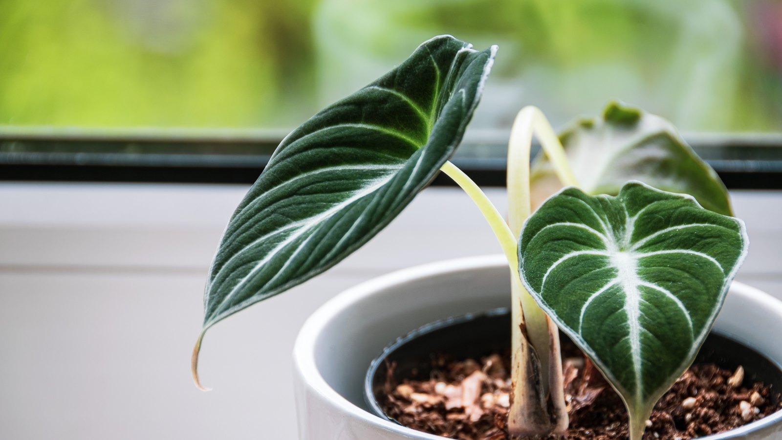 An Alocasia reginula plantlet in a white ceramic pot on a windowsill, two dark velvety leaves with pale white veins held out on slender stems, soft daylight and green garden bokeh behind, and the surface of the potting mix visible at the pot rim showing coarse bark chips and pale perlite among dark organic matter