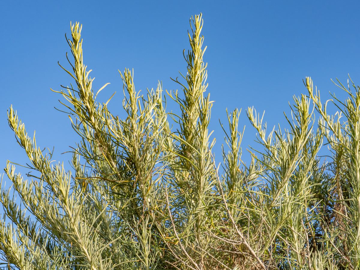 The canopy of a California sagebrush (Artemisia californica) seen from below against a clear blue sky, slender stems crowded with fine thread-like grey-green leaves.