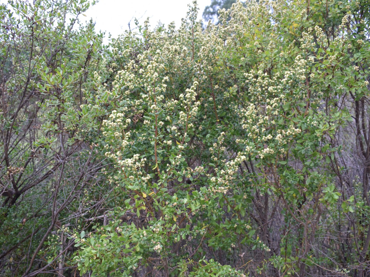A coyote brush shrub in autumn flower on an open California hillside, densely branched and evergreen, small pale flower clusters scattered across gray-green foliage, with dry golden grassland behind it