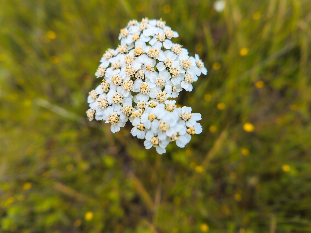 A single flat-topped cluster of small white yarrow flower heads with cream centers, held above a blurred background of green grasses dotted with small yellow flowers