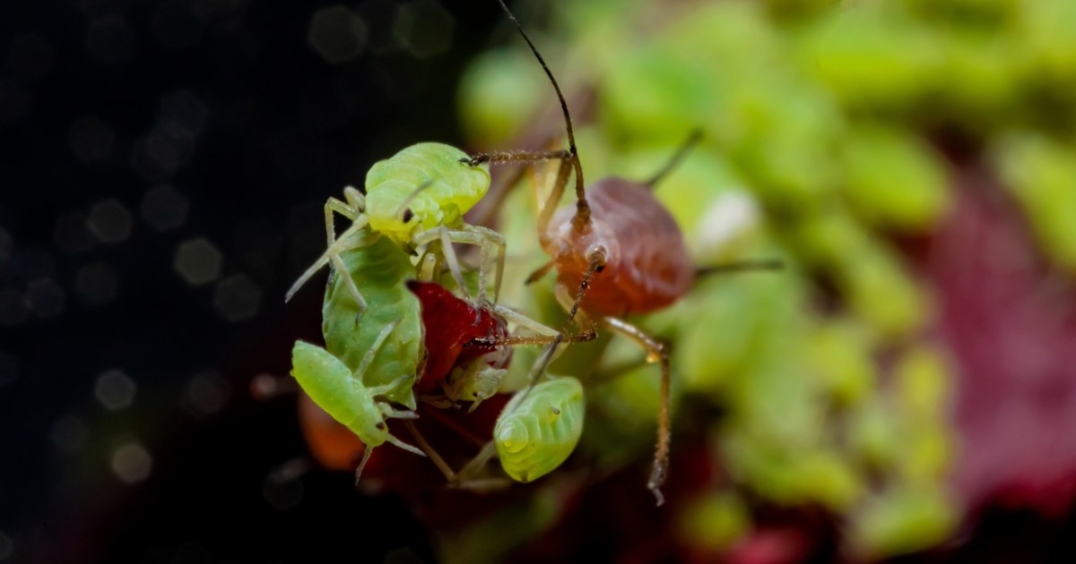 Studio macro of a wingless adult aphid on a white ground, pear-shaped and soft-bodied, with the two short cornicles projecting from the rear of the abdomen