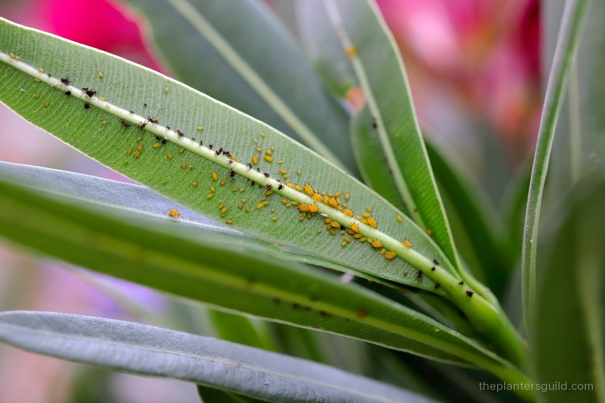 A dense colony of bright yellow oleander aphids with black cornicles and legs packed along a green stem, the one aphid that can be identified on sight by color alone