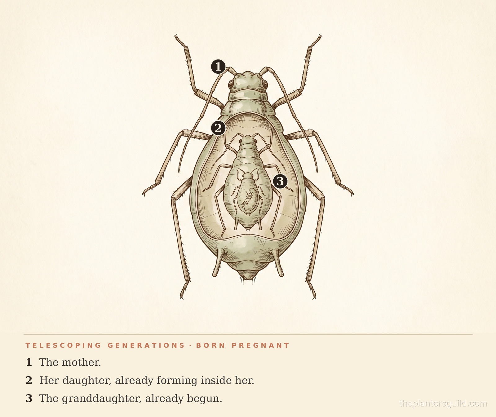 A natural-history cutaway illustration of a single wingless aphid with a smaller daughter aphid developing inside her abdomen, and a third still-smaller embryonic aphid nested inside the daughter, showing three generations of the same insect nested one within the next