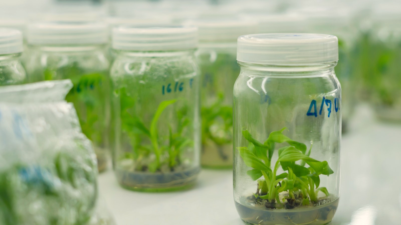Rows of tissue-culture plantlets growing in sterile glass culture jars in a laboratory, hand-dated in blue marker