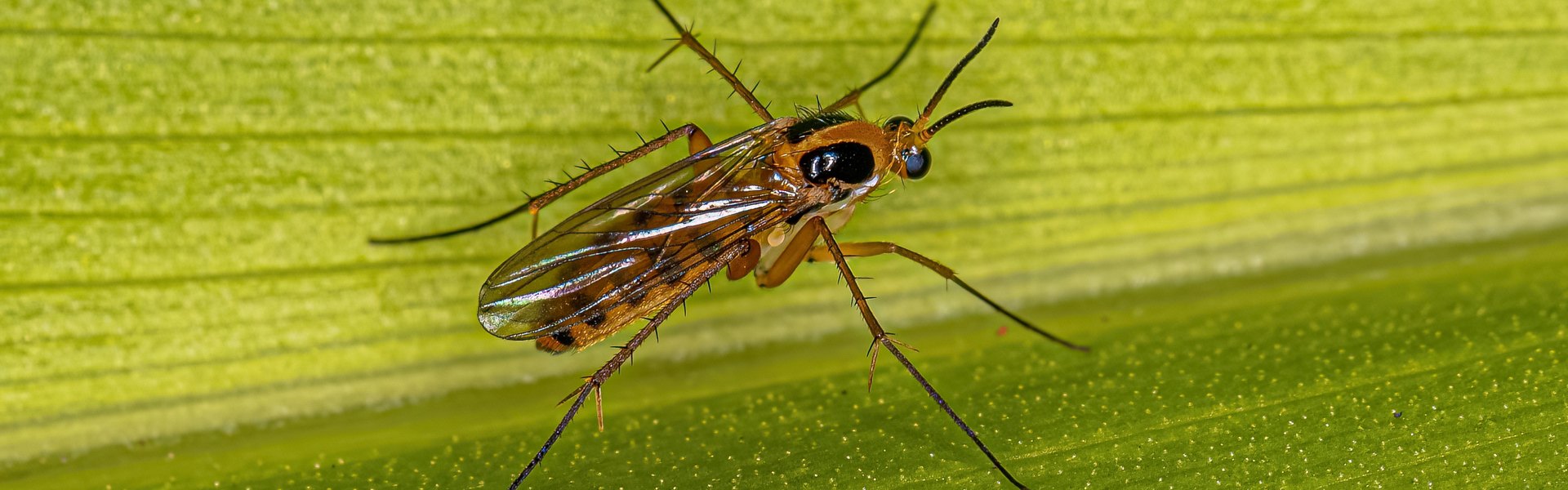 Macro photograph of an adult fungus gnat on a green leaf