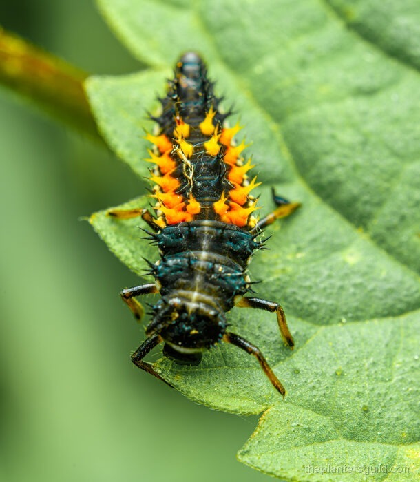 Macro photo of an Asian lady beetle larva, a small spiny black grub with orange markings on a leaf