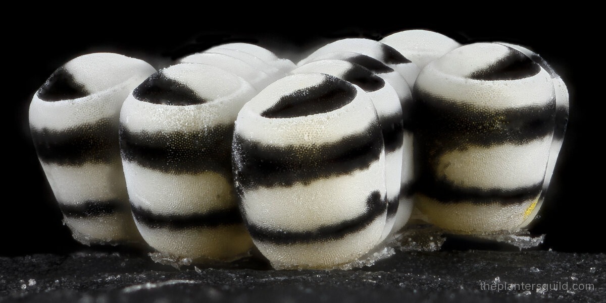 Macro photo of harlequin bug eggs, white barrel-shaped eggs each banded with two black hoops, standing on end