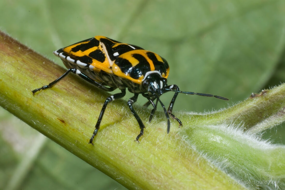 Macro photo of an adult harlequin bug, a flat black-and-orange shield bug, feeding with its beak inserted into a green stem