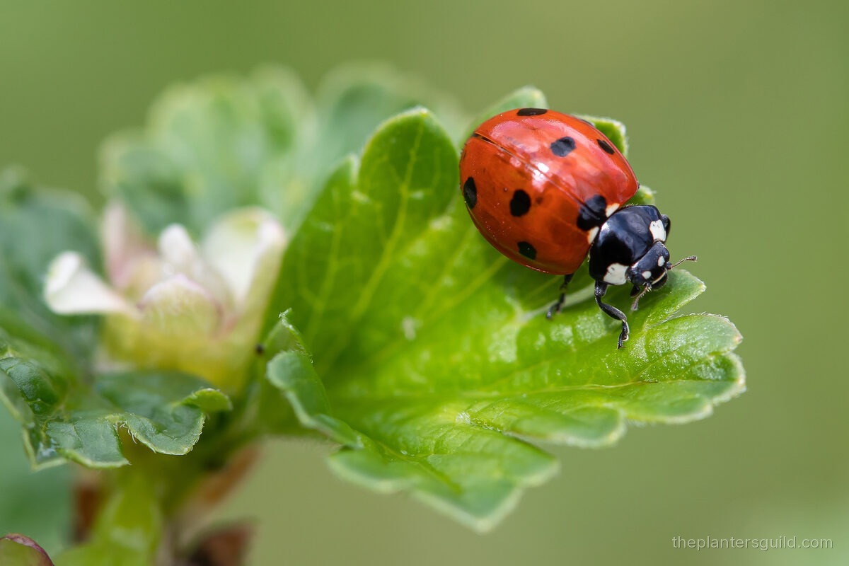 Macro photo of a seven-spot ladybird, the classic red ladybug with seven black spots and two white cheek patches, on a green leaf