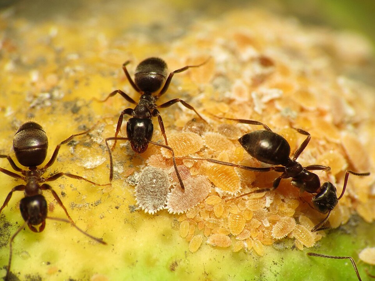 Two dark ants moving across a cluster of pale scale-like insects and white waxy mealybugs on a plant surface, the ants harvesting honeydew from the colony