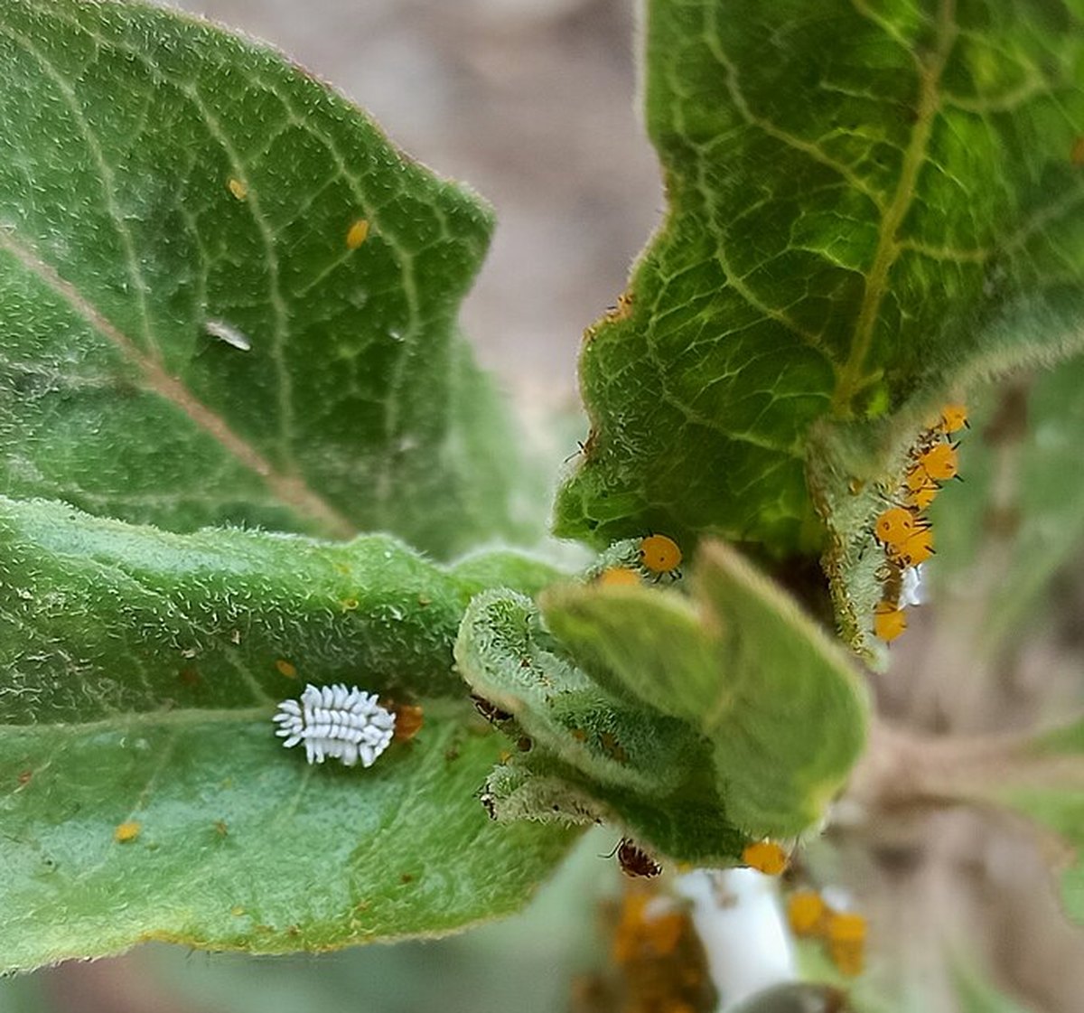 A white, waxy Cryptolaemus montrouzieri larva resting on a fuzzy green leaf, its segmented body covered in white wax filaments that closely resemble a large mealybug