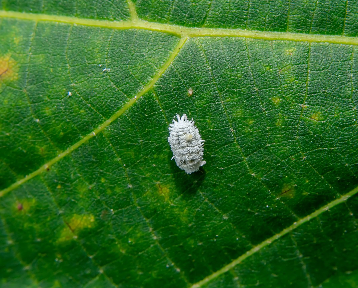 Macro photograph of a single adult mealybug on a green leaf, its oval body covered in white powdery wax with a fringe of short wax filaments around the margin