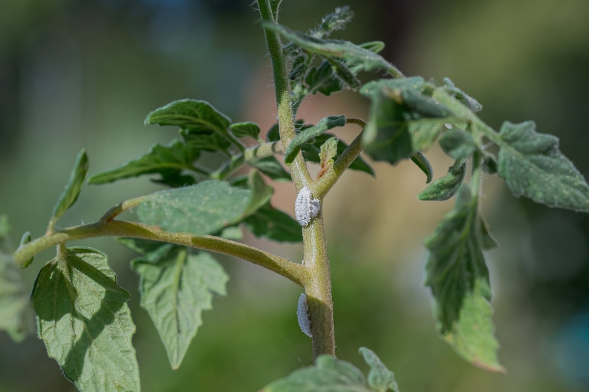 White mealybugs clustered in the leaf axils of a tomato plant, tucked into the junctions where leaf stalks meet the main stem